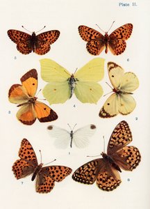 Verschiedene Arten von Schmetterlingen, Illustration aus dem Buch Schmetterlinge, Motten und andere Insekten und Kreaturen des Landlebens, veröffentlicht 1927